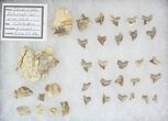 Associated Squalicorax Teeth With Fossil Skin - Kansas #42976-5